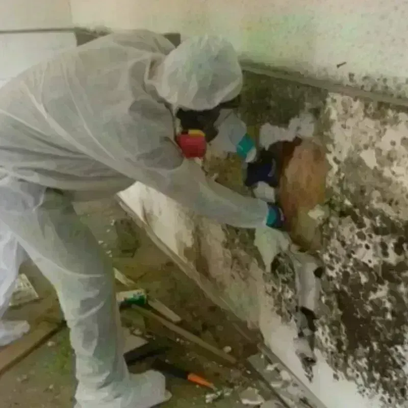 Mold Remediation and Removal in Newark, NY